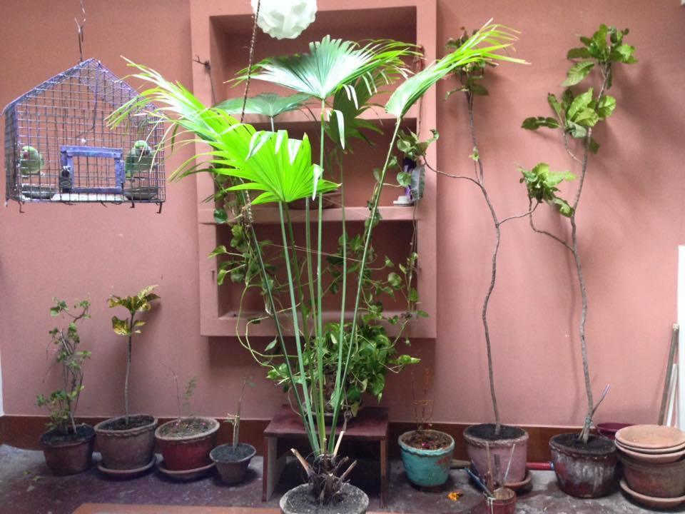 Paradise Inn Guest House Varanasi Ngoại thất bức ảnh